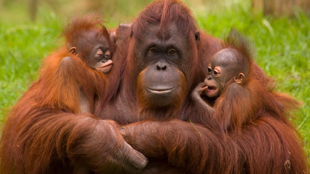 moeder-orang-oetan-met-babys