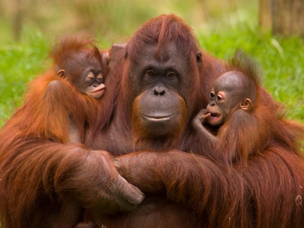 moeder-orang-oetan-met-babys